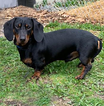 Ozzy, adopted, Young Male Dachshund.