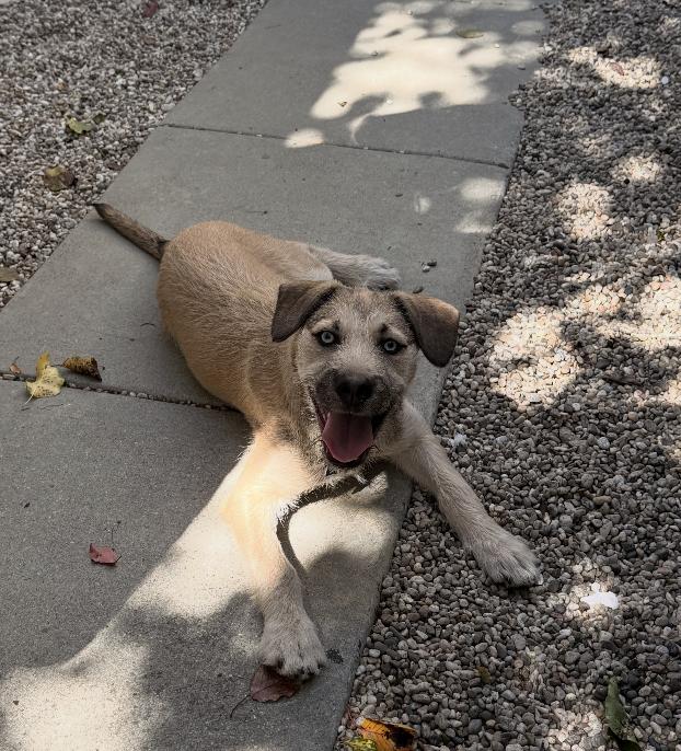 Frankie, ADOPTABLE, Puppy Male Terrier & Husky.