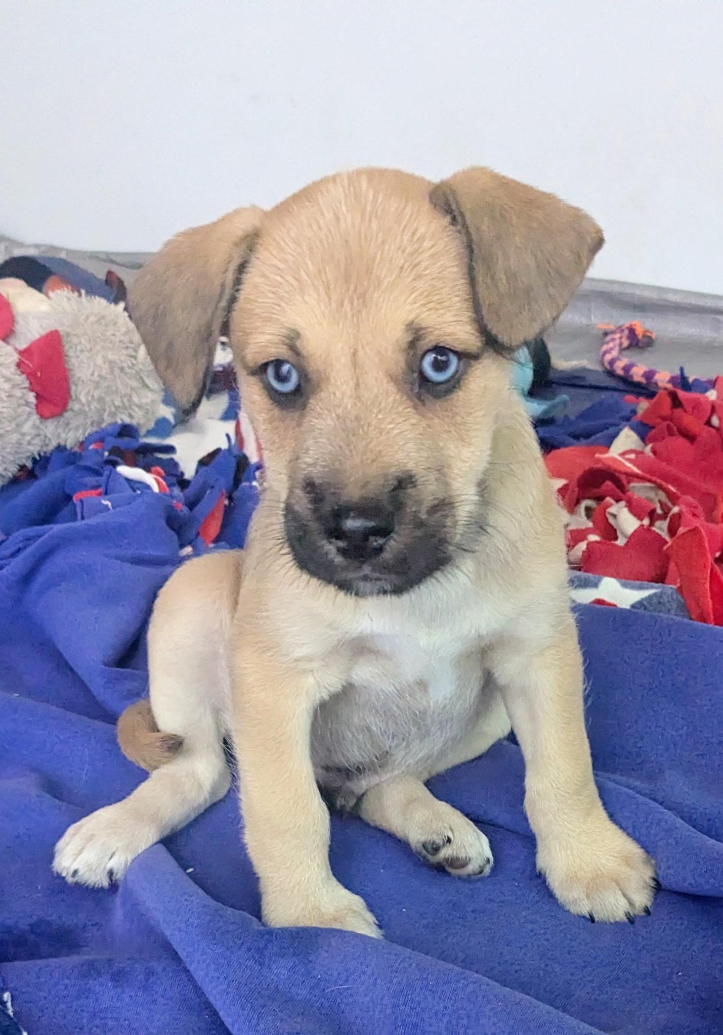 Frankie, ADOPTABLE, Puppy Male Terrier.