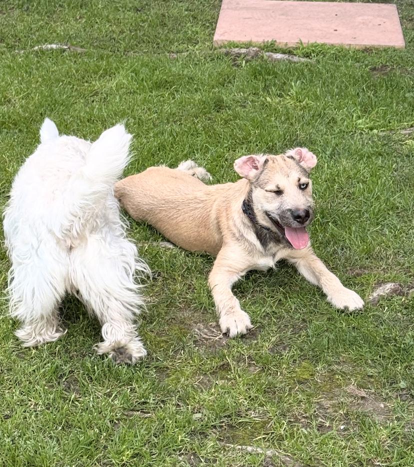 Enlarge Frankie, a ADOPTABLE mixed breed in Los Angeles, CA image 2/5