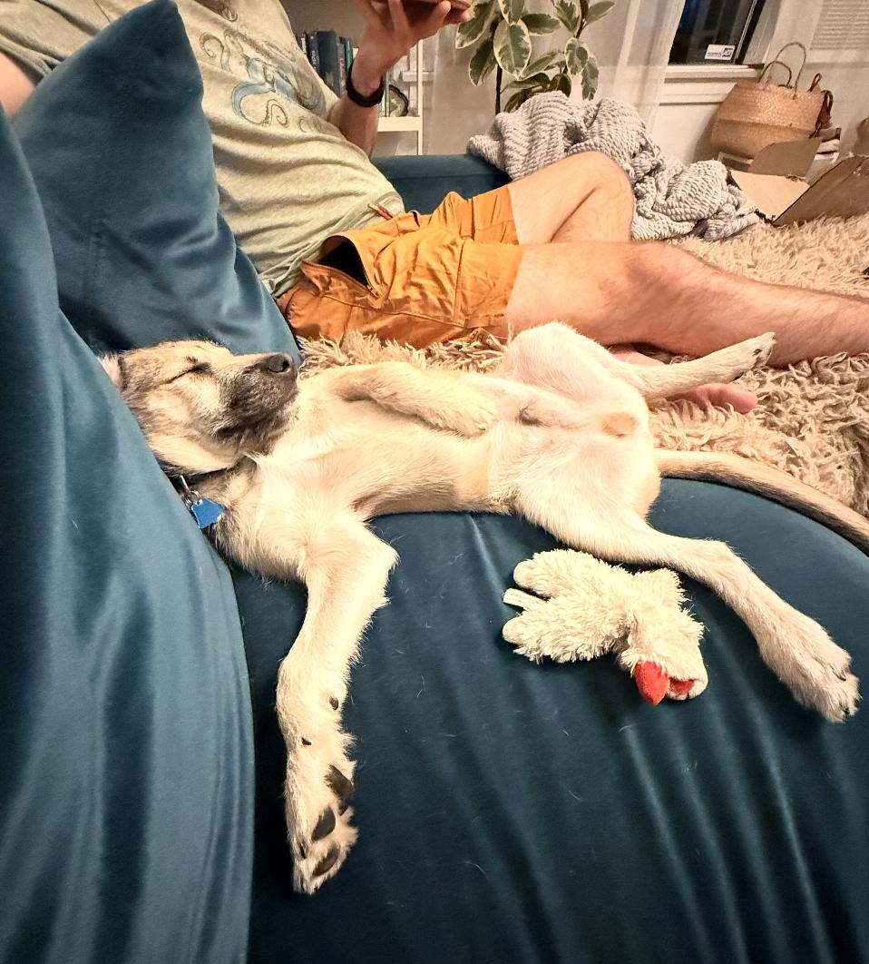 Enlarge Frankie, a ADOPTABLE mixed breed in Los Angeles, CA image 5/5