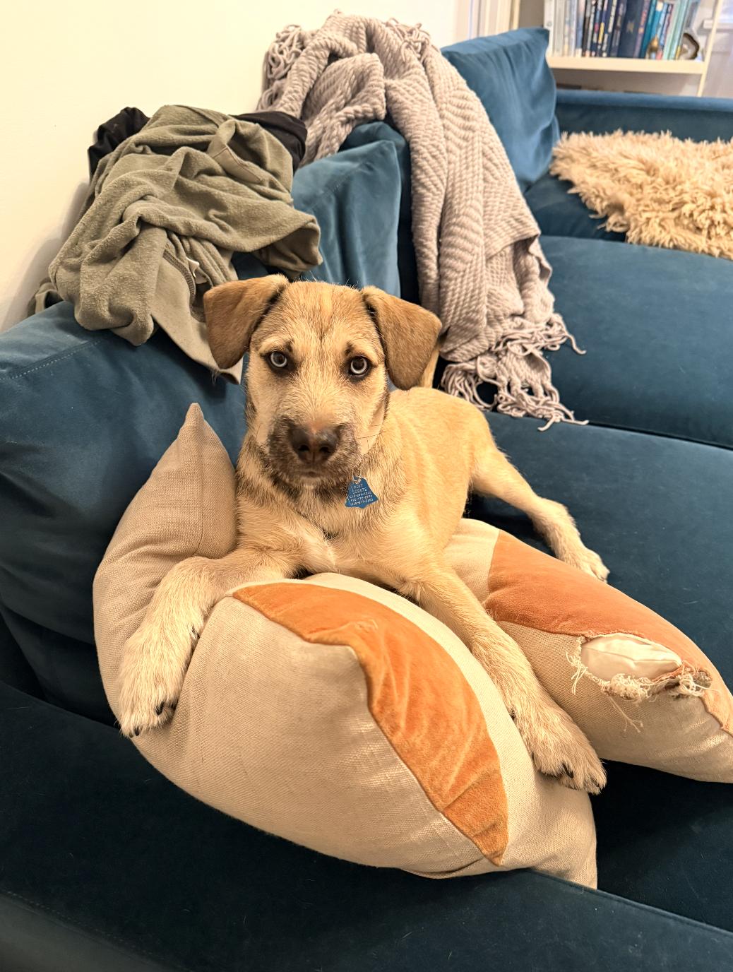 Enlarge Frankie, a ADOPTABLE mixed breed in Los Angeles, CA image 3/5