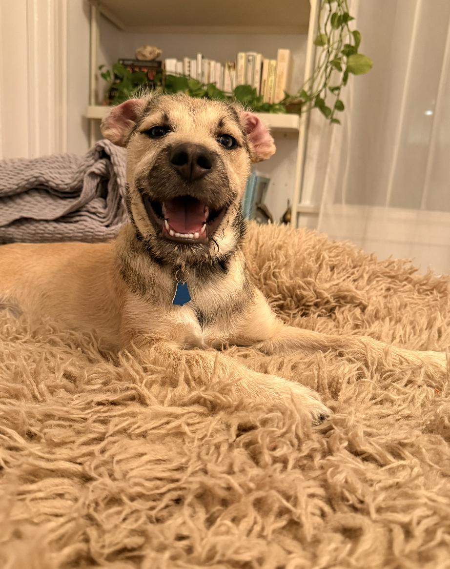 Enlarge Frankie, a ADOPTABLE mixed breed in Los Angeles, CA image 4/5