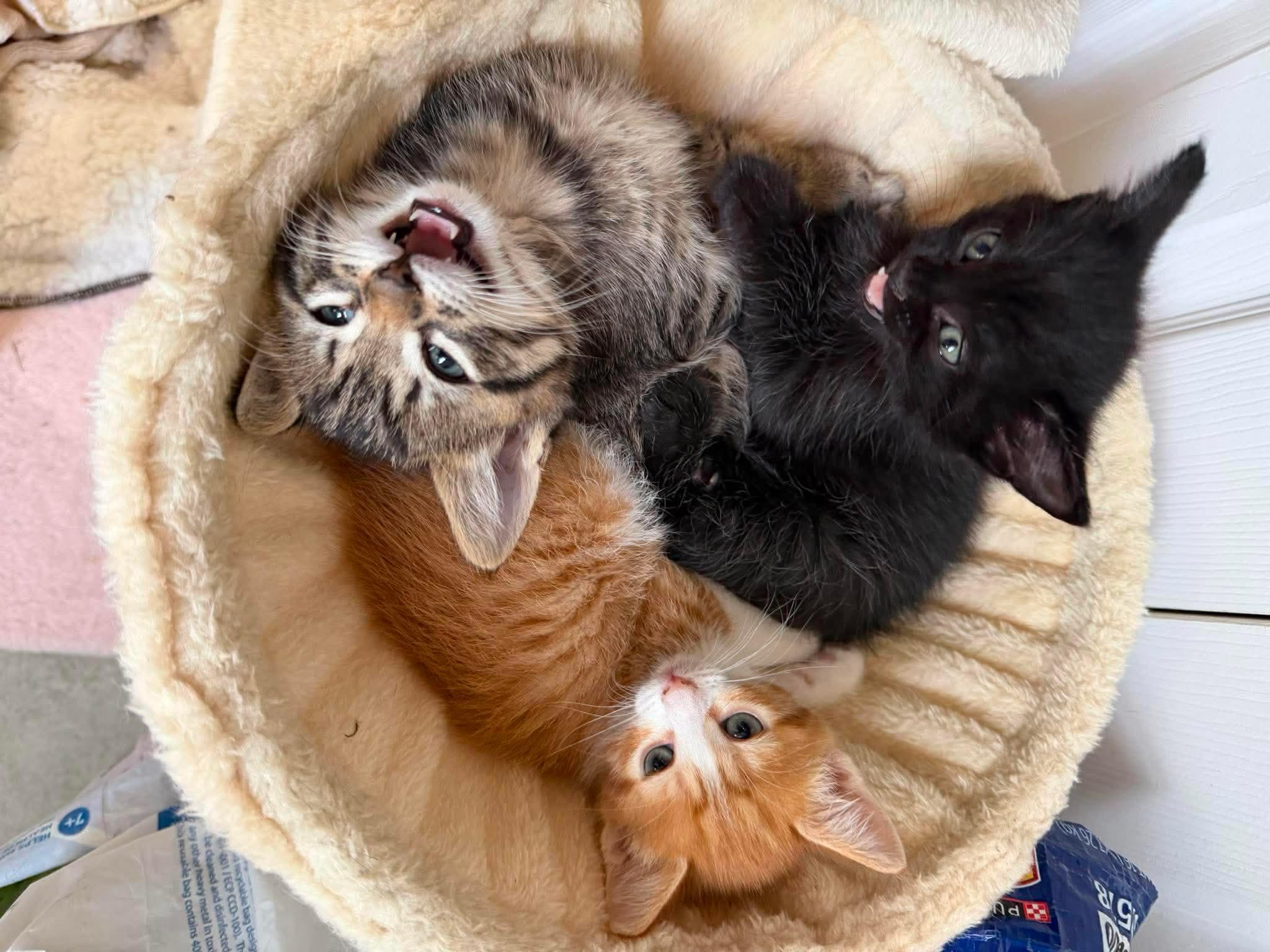 Cricket - Sweet and affectionate 8 week kitten, a Adoptable Domestic Short Hair in Caledonia, WI image 2/4