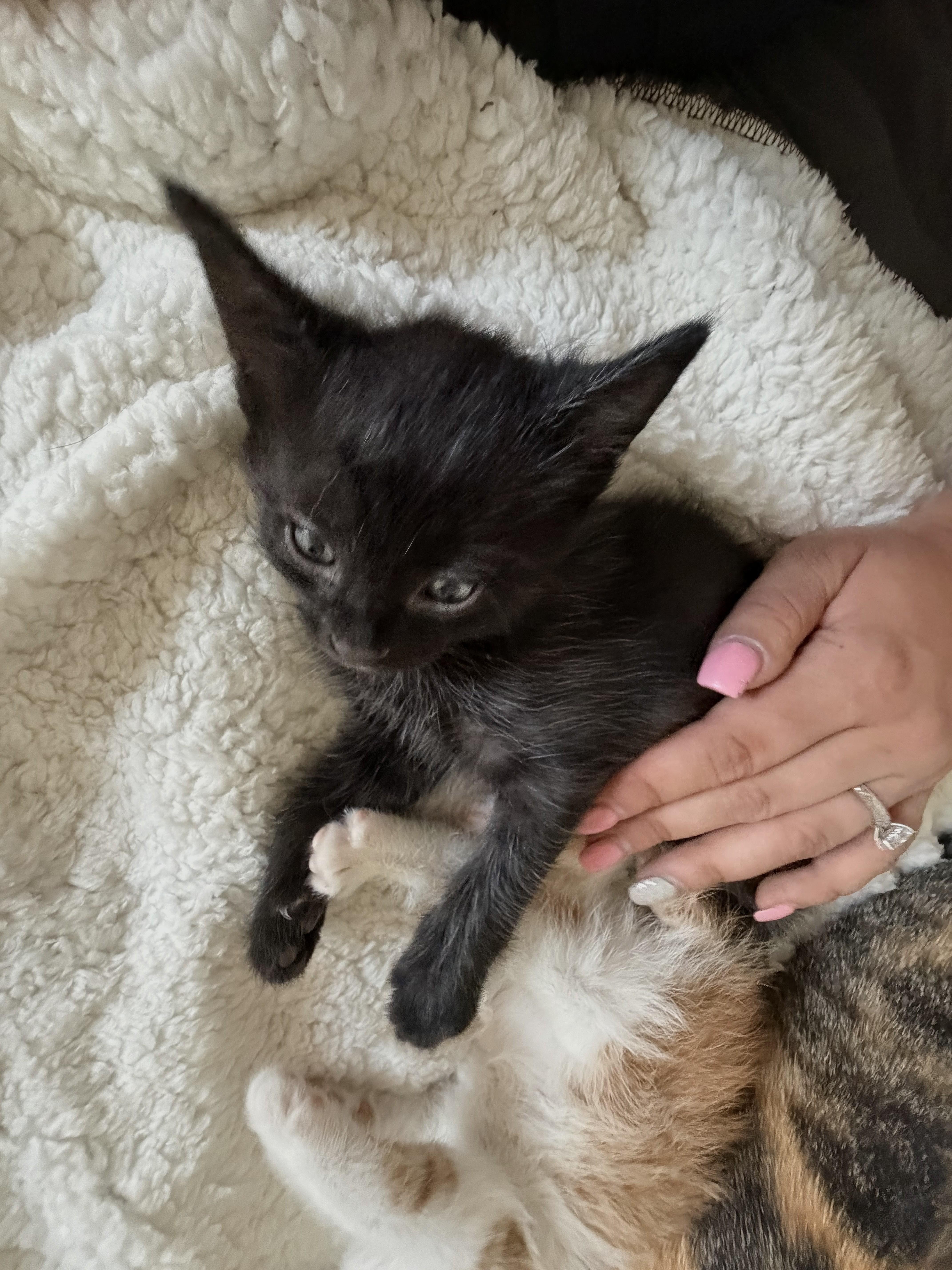 Cricket - Sweet and affectionate 8 week kitten, a Adoptable Domestic Short Hair in Caledonia, WI image 4/4