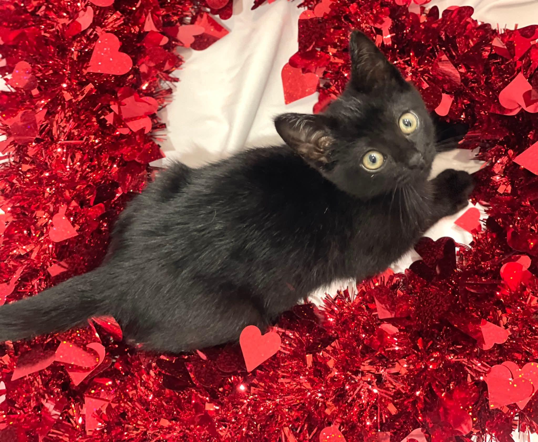 Cricket - Sweet and affectionate 8 week kitten, Adoptable, Kitten Male Domestic Short Hair.