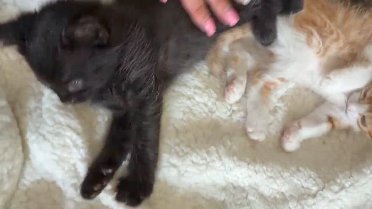 Enlarge Cricket - Sweet and affectionate 8 week kitten, a Adoptable Domestic Short Hair in Caledonia, WI video 3/4