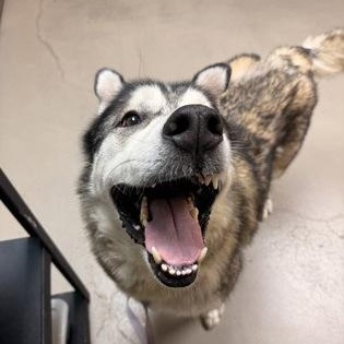Enlarge Rocky, a Adoptable mixed breed in Bellingham, WA image 5/6