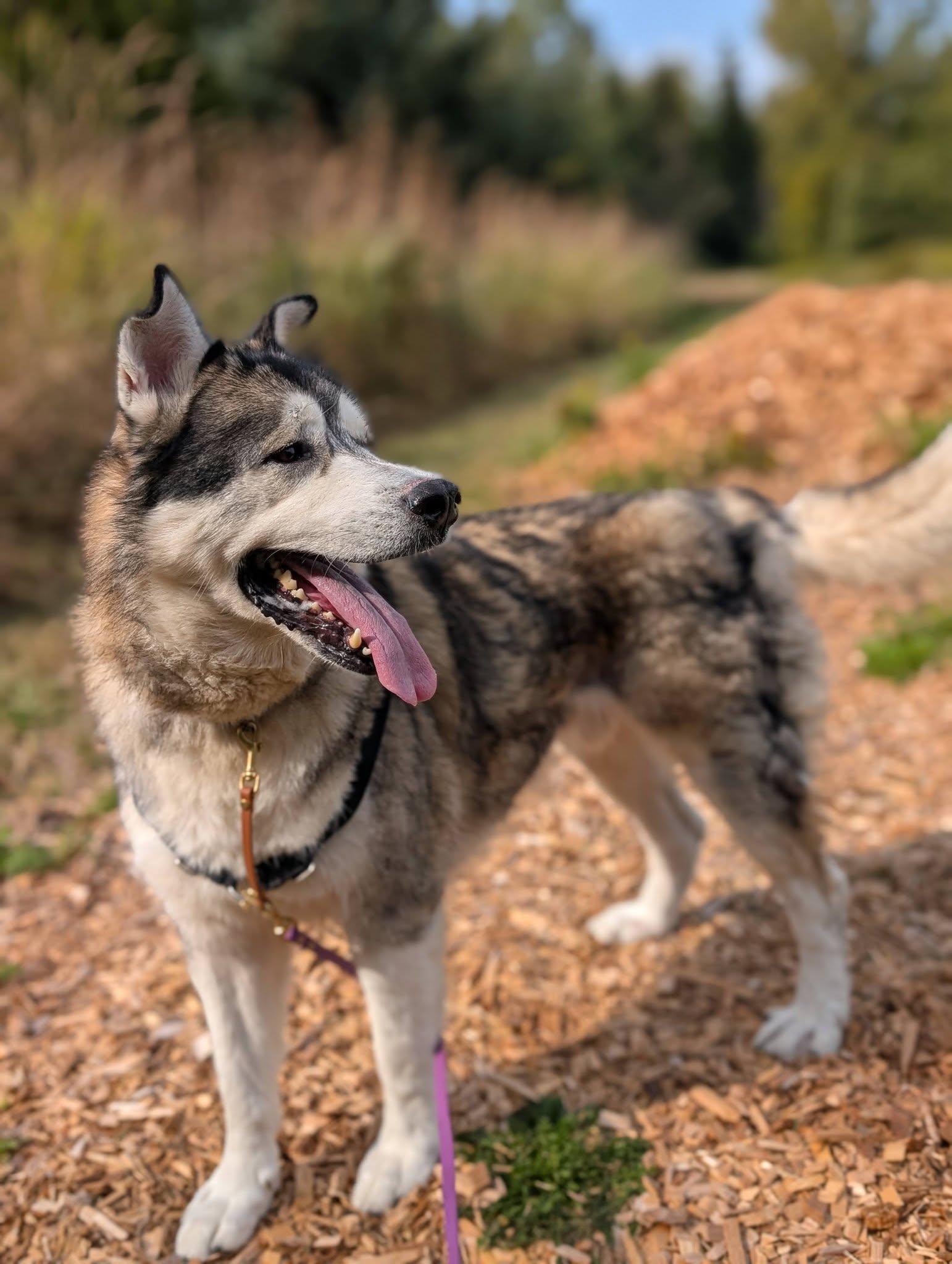 Enlarge Rocky, a Adoptable mixed breed in Bellingham, WA image 2/6