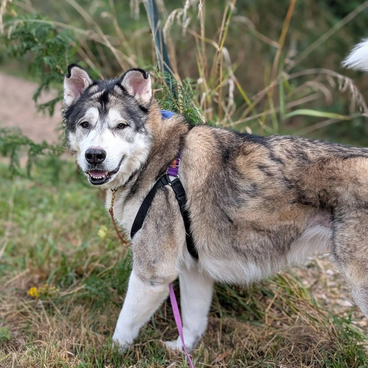 Enlarge Rocky, a Adoptable mixed breed in Bellingham, WA image 1/6