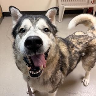 Enlarge Rocky, a Adoptable mixed breed in Bellingham, WA image 4/6