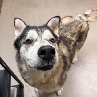 Enlarge Rocky, a Adoptable mixed breed in Bellingham, WA image 6/6