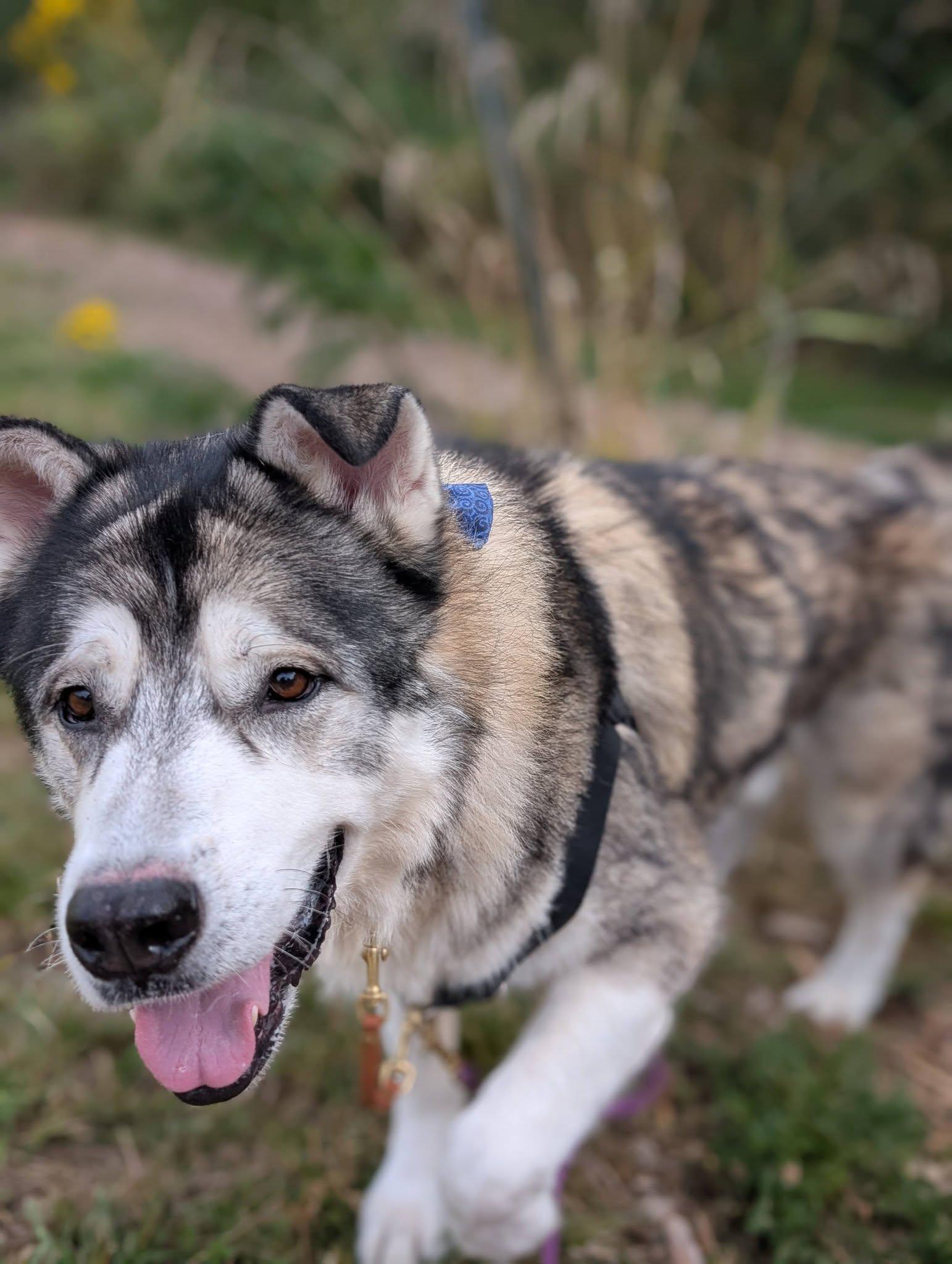Enlarge Rocky, a Adoptable mixed breed in Bellingham, WA image 3/6
