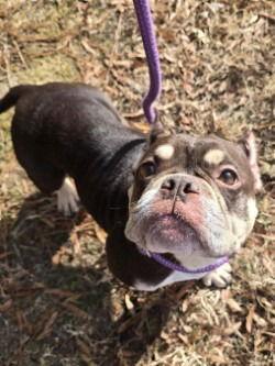 DA 40 Holly, Adoptable, Adult Female English Bulldog.