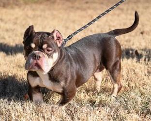 DA 40 Holly, Adoptable, Adult Female English Bulldog.