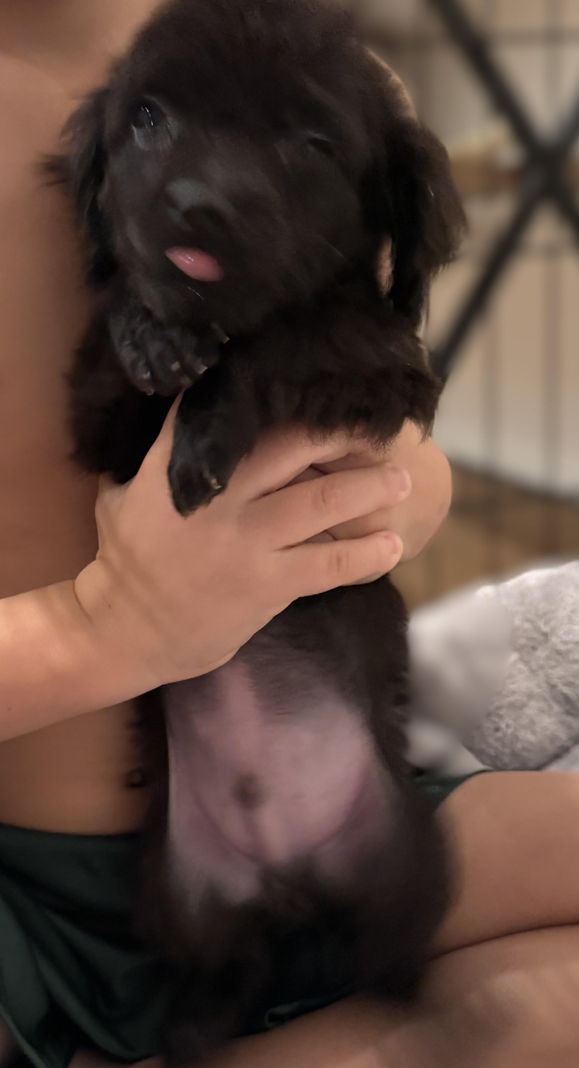 Bugsy, ADOPTABLE, Puppy Male Chihuahua & Dachshund.