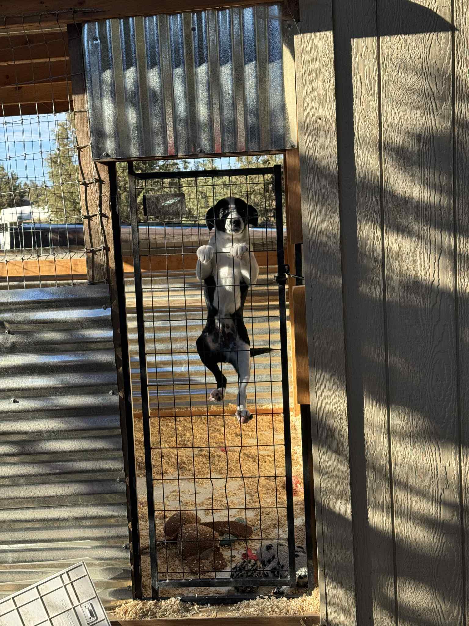 Sammy, an adoptable Border Collie, Mixed Breed in Bend, OR, 97702 | Photo Image 1