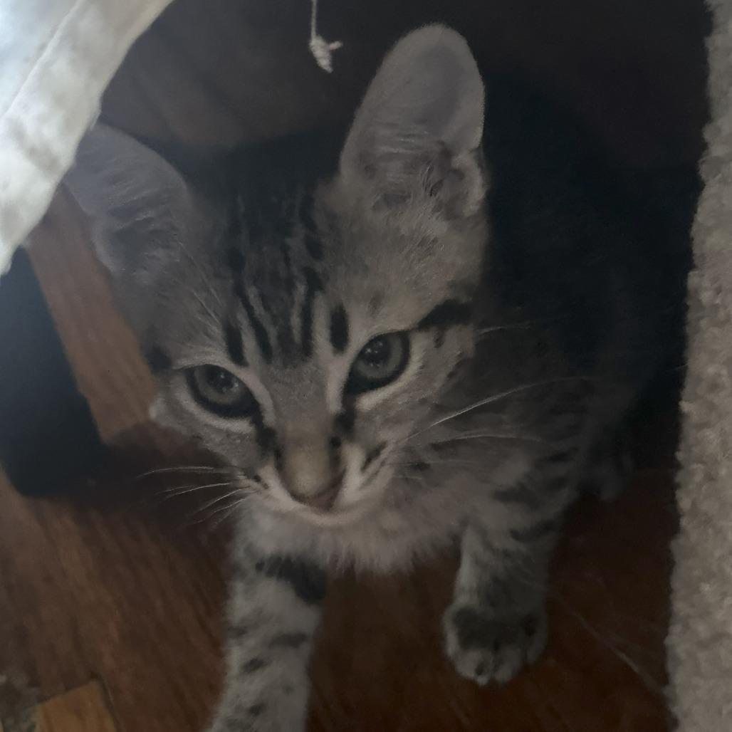 Enlarge TWYLA, a Adoptable Domestic Short Hair in Willows, CA image 1/1