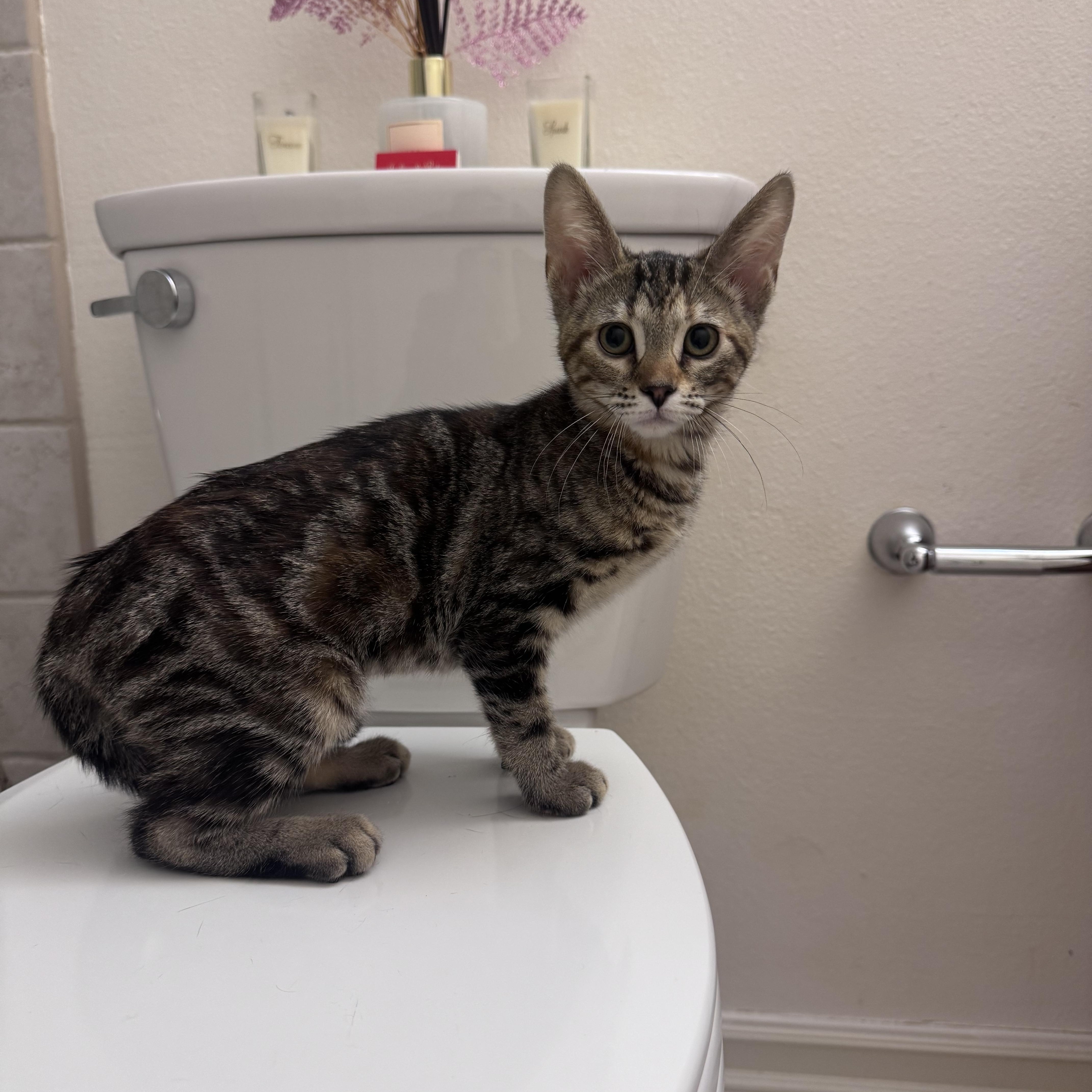 Nina, ADOPTABLE, Kitten Female Domestic Medium Hair.