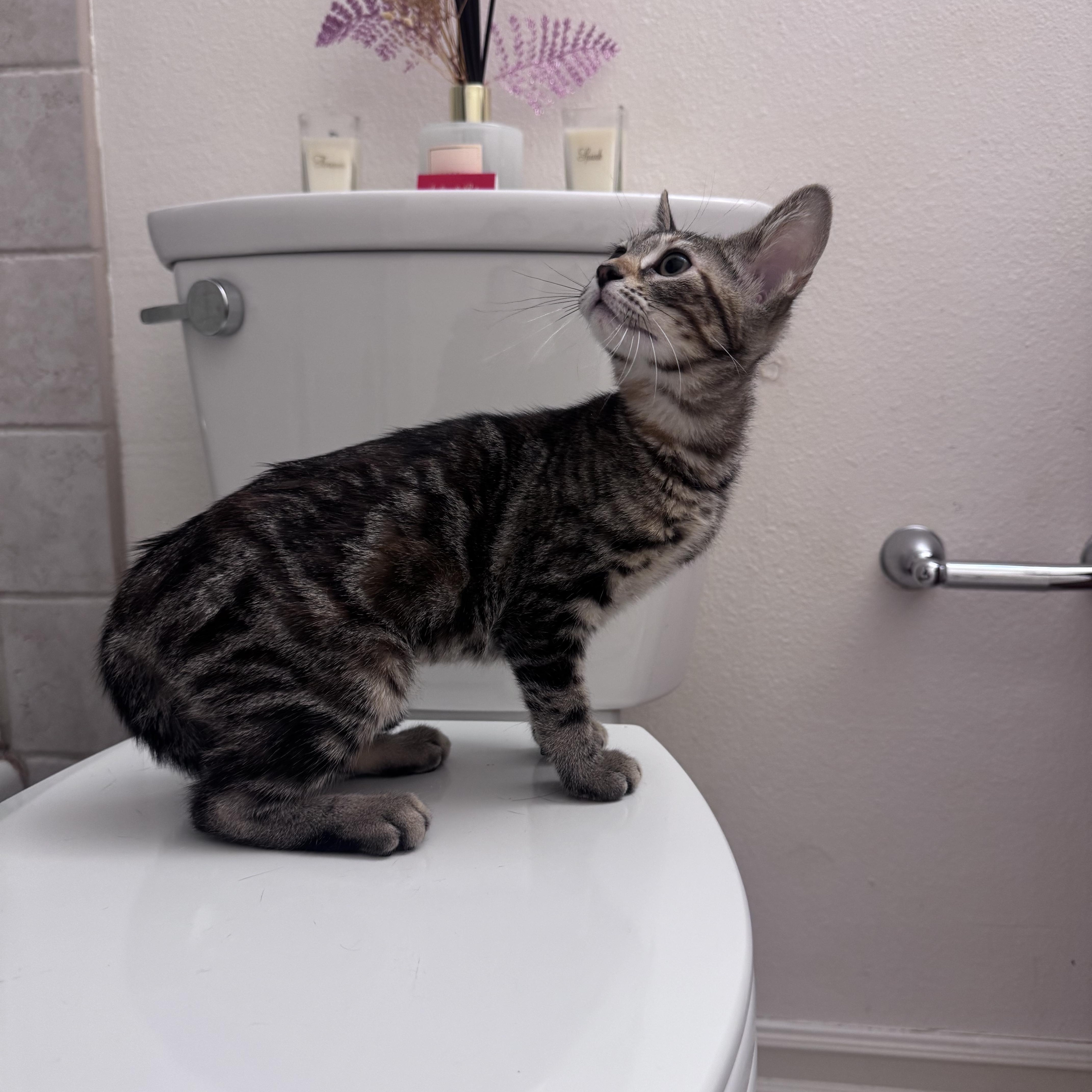 Nina, a ADOPTABLE Domestic Medium Hair in San Diego, CA image 3/3