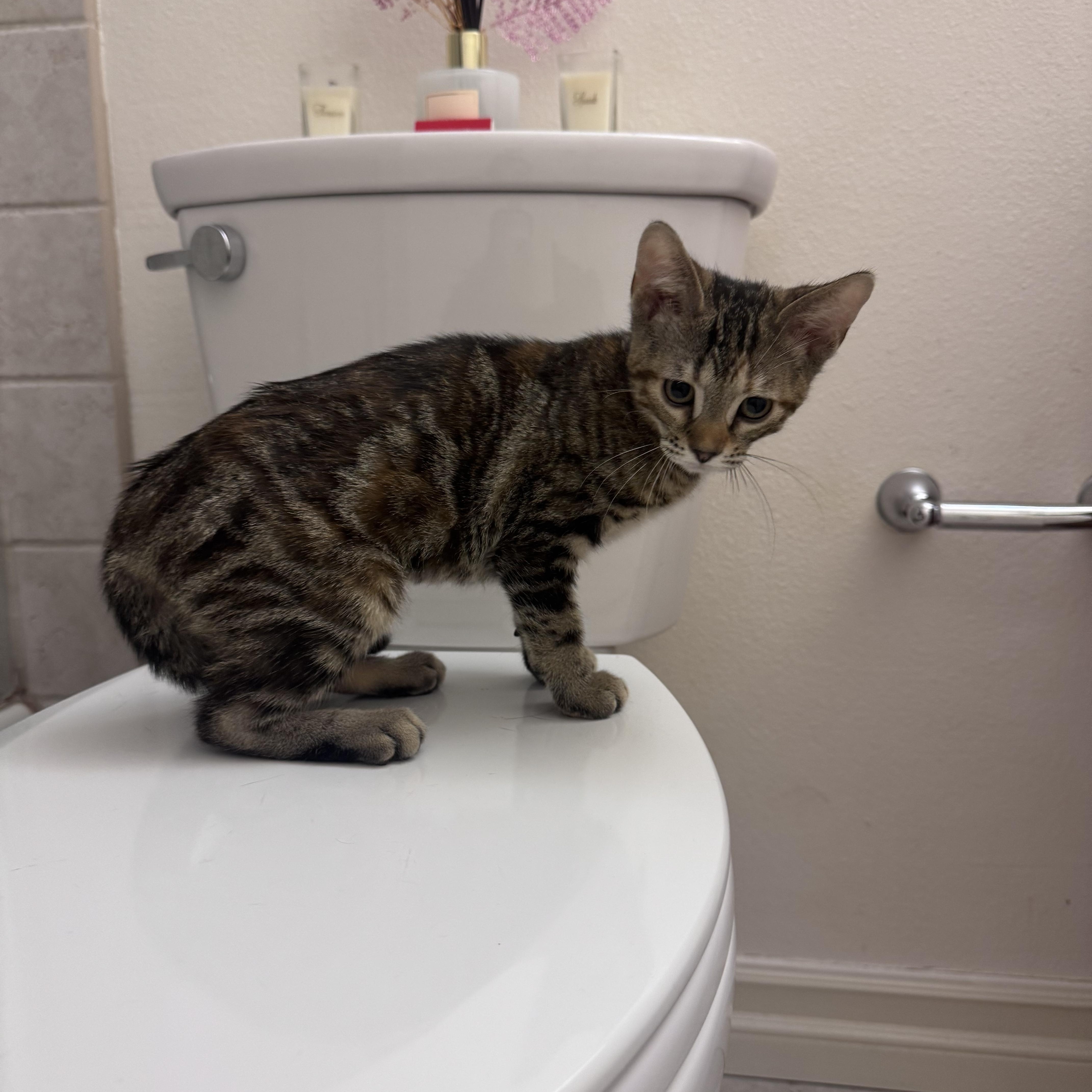 Nina, a ADOPTABLE Domestic Medium Hair in San Diego, CA image 2/3