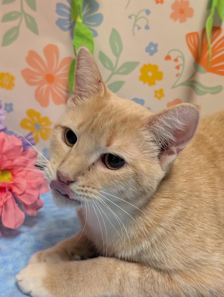 Enlarge Clementine, a Adoptable mixed breed in Greensboro, NC image 1/4