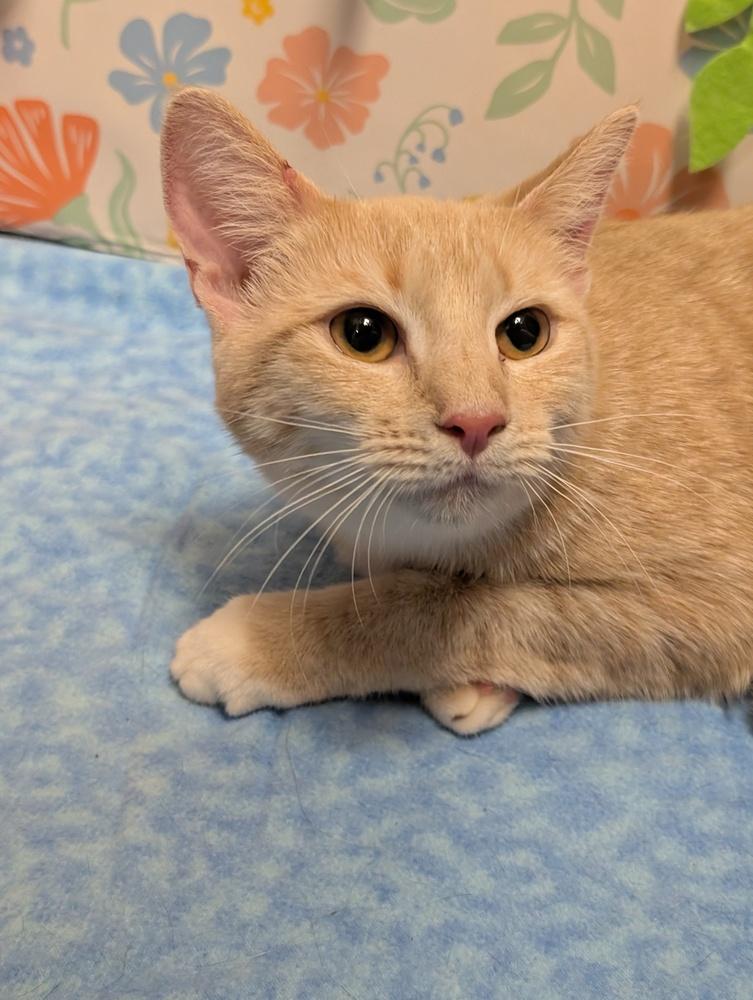 Enlarge Clementine, a Adoptable mixed breed in Greensboro, NC image 2/4