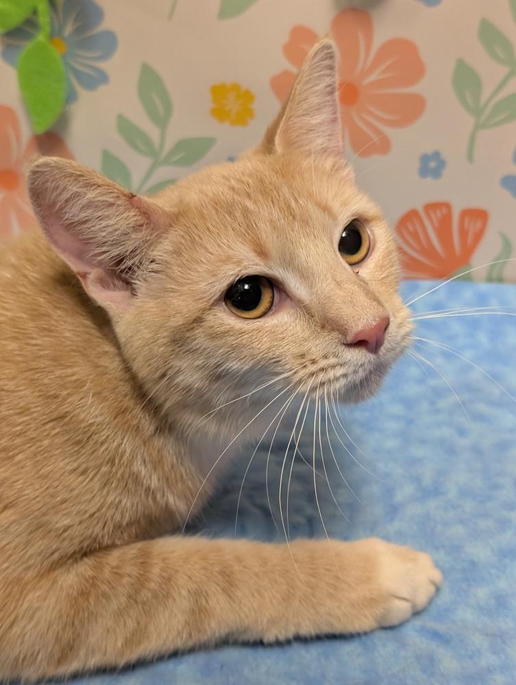 Enlarge Clementine, a Adoptable mixed breed in Greensboro, NC image 3/4