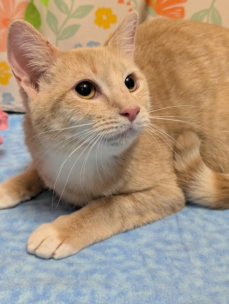 Enlarge Clementine, a Adoptable mixed breed in Greensboro, NC image 4/4