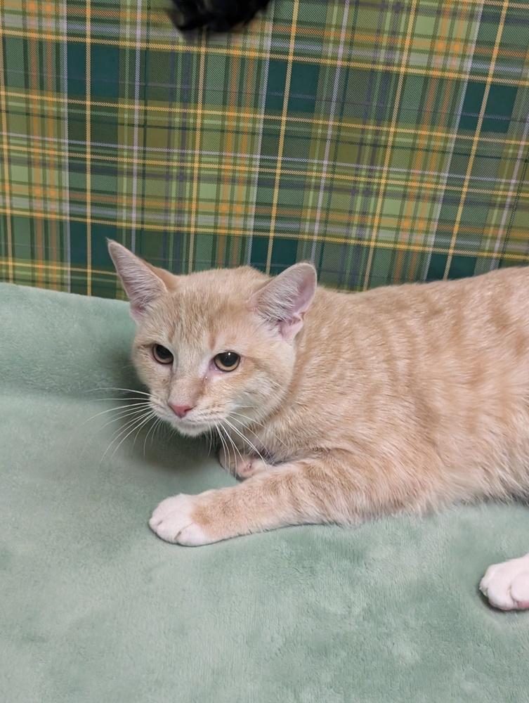 Enlarge Clementine, a Adoptable mixed breed in Greensboro, NC image 2/2