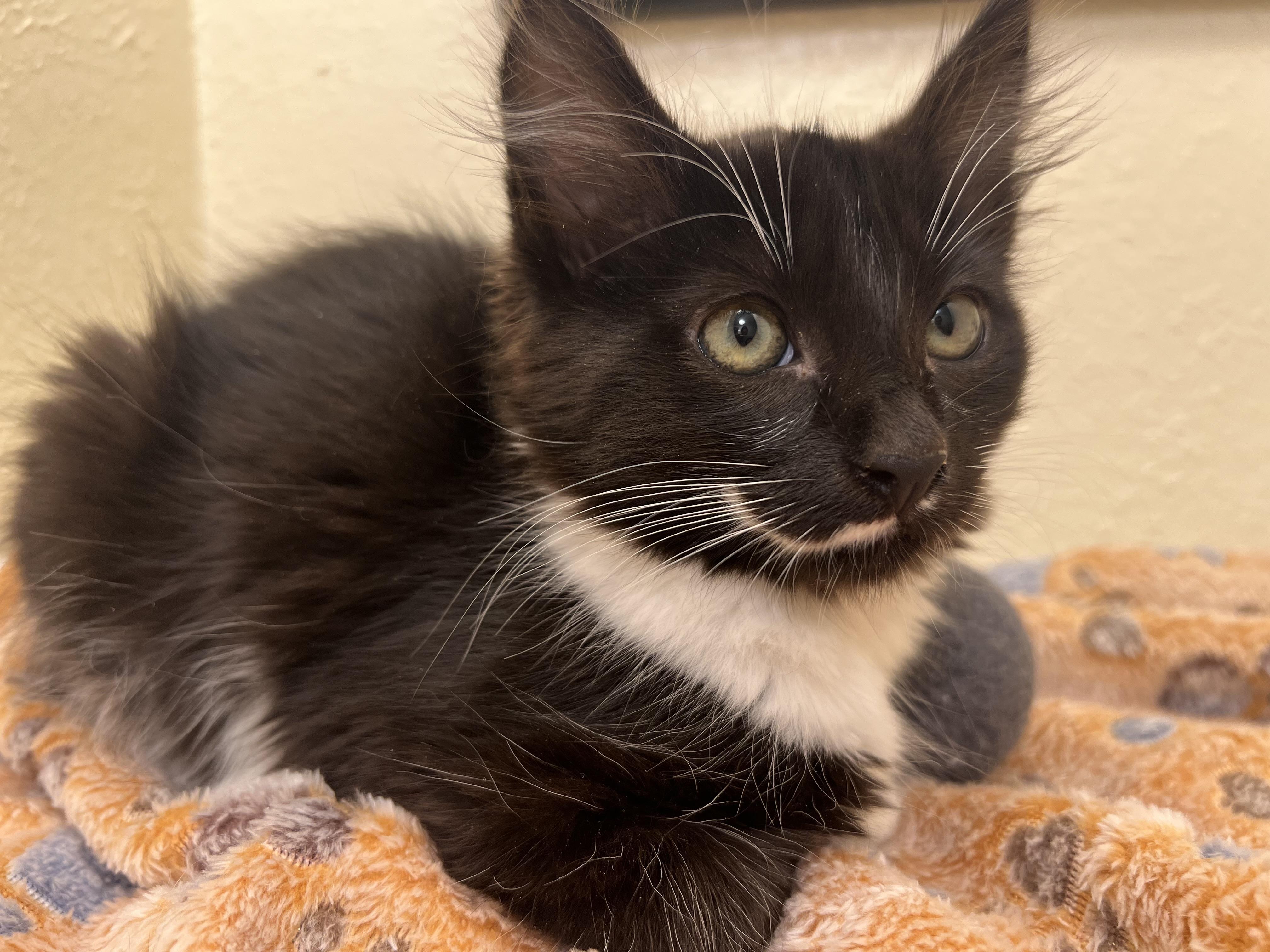 Riddle, an oreo cookie with hair (siblings with Domino and twins Quinn & Harvey), a Adoptable Domestic Long Hair in The Dalles, OR image 3/3