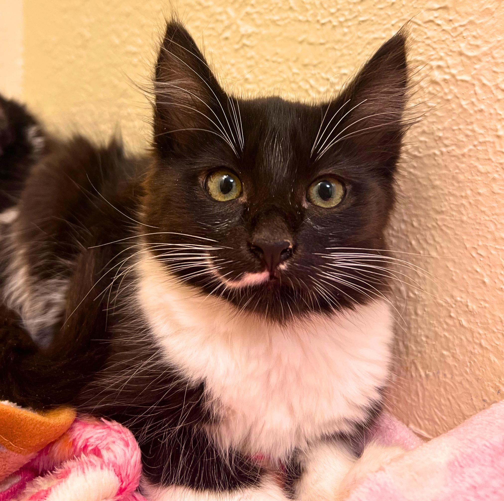 Riddle, an oreo cookie with hair (siblings with Domino and twins Quinn & Harvey), Adoptable, Kitten Female Domestic Long Hair.