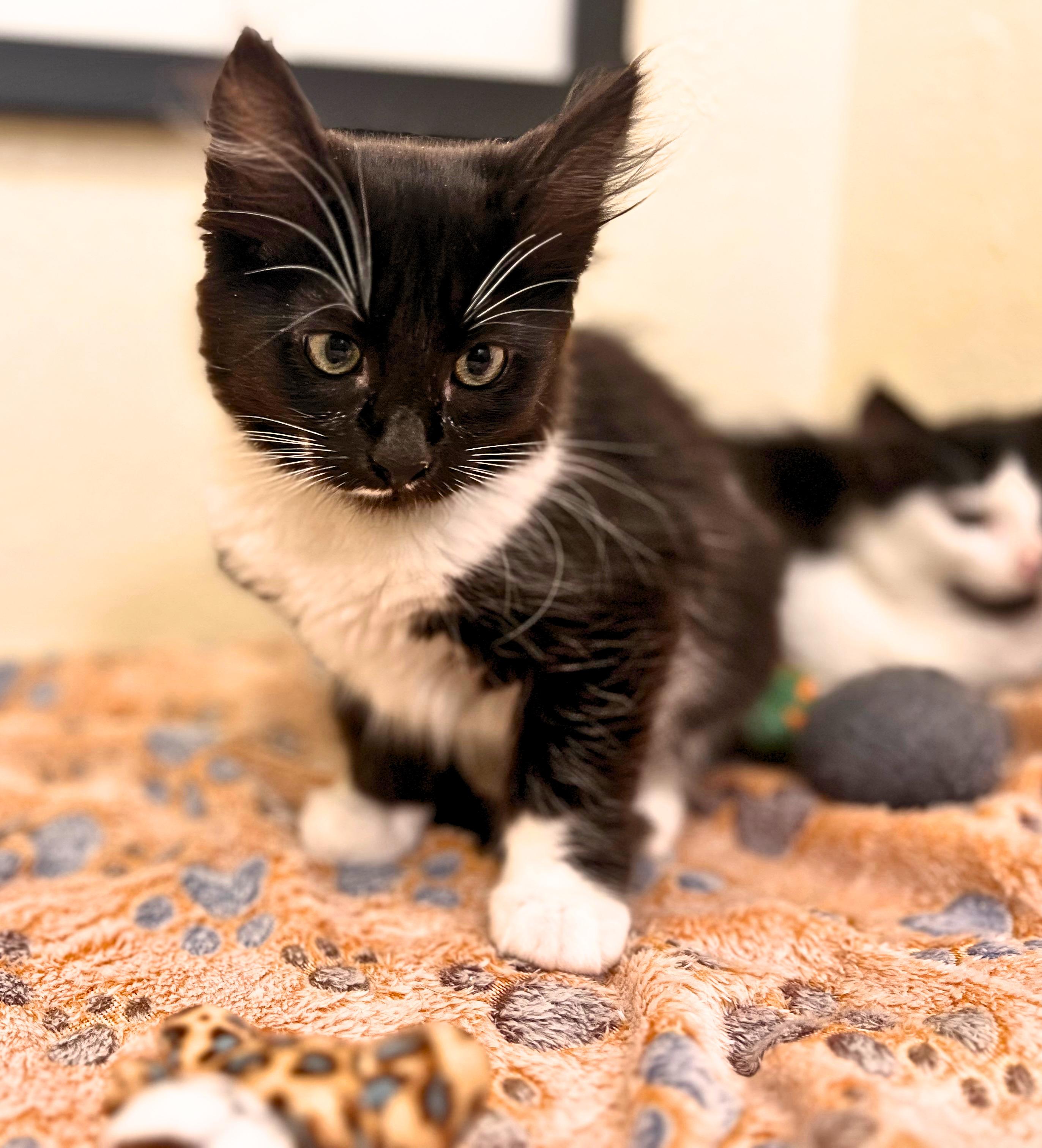 Riddle, an oreo cookie with hair (siblings with Domino and twins Quinn & Harvey), a Adoptable Domestic Long Hair in The Dalles, OR image 2/3