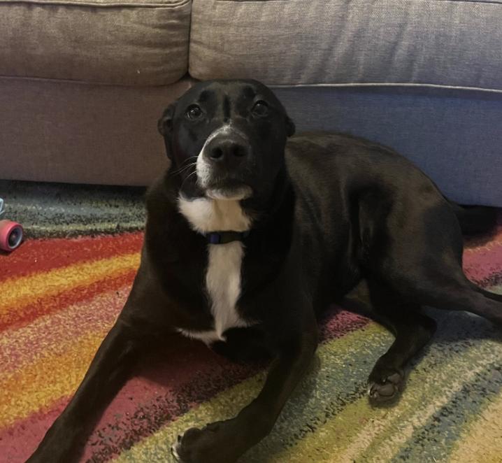 Enlarge Abby, a Adoptable mixed breed in Winder, GA image 1/1