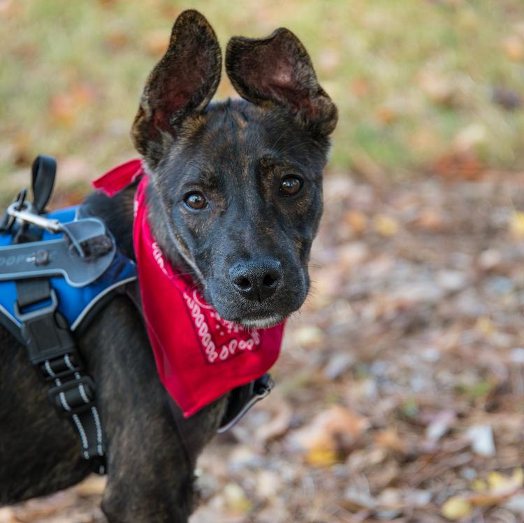 Enlarge Merlin, a Adoptable mixed breed in Marietta, GA image 1/6