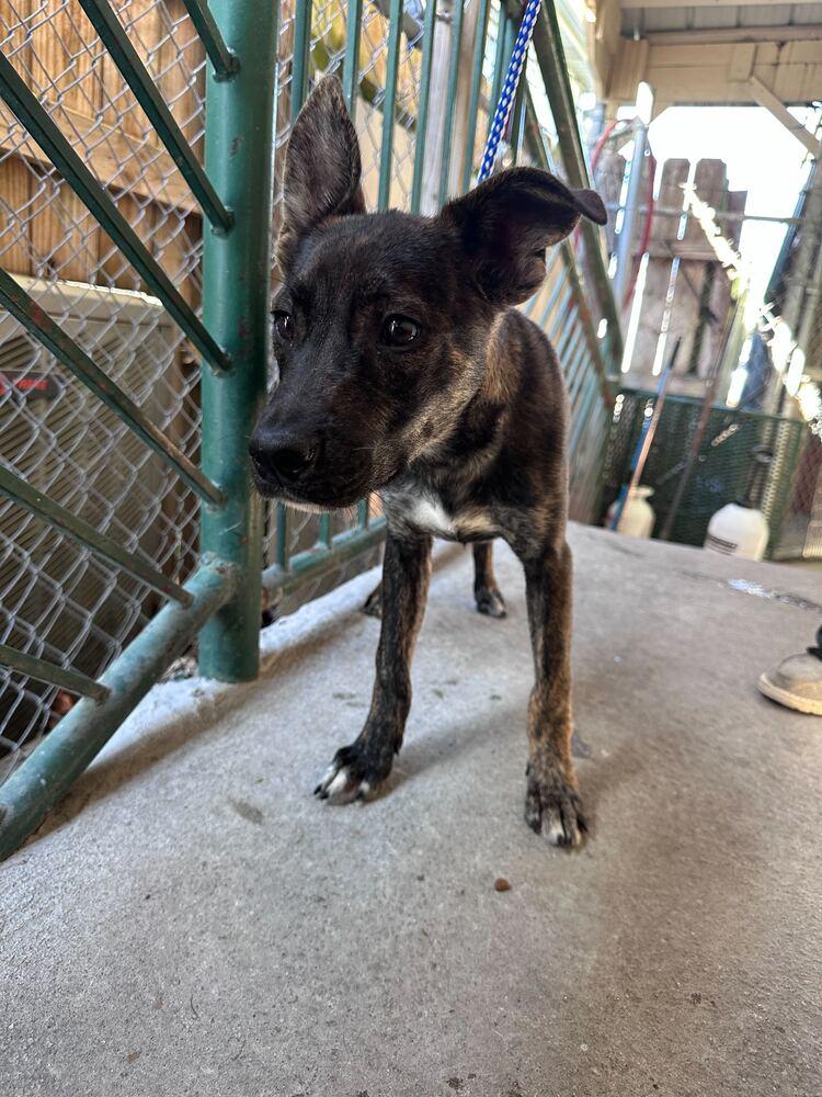 Enlarge Merlin, a Adoptable mixed breed in Marietta, GA image 2/6