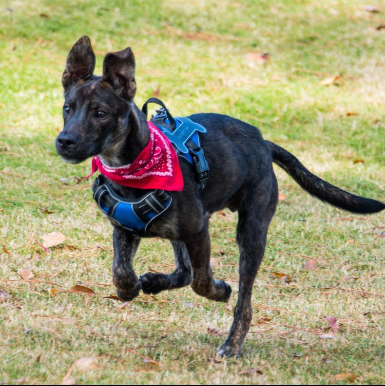 Enlarge Merlin, a Adoptable mixed breed in Marietta, GA image 3/6