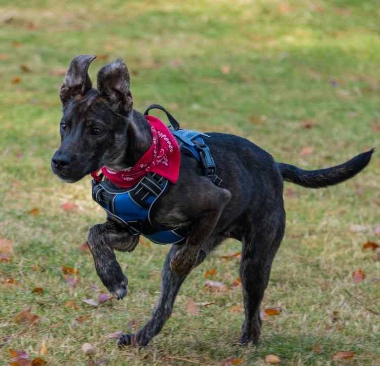 Enlarge Merlin, a Adoptable mixed breed in Marietta, GA image 4/6