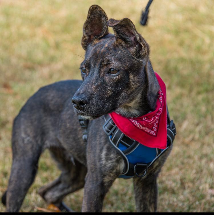 Enlarge Merlin, a Adoptable mixed breed in Marietta, GA image 5/6