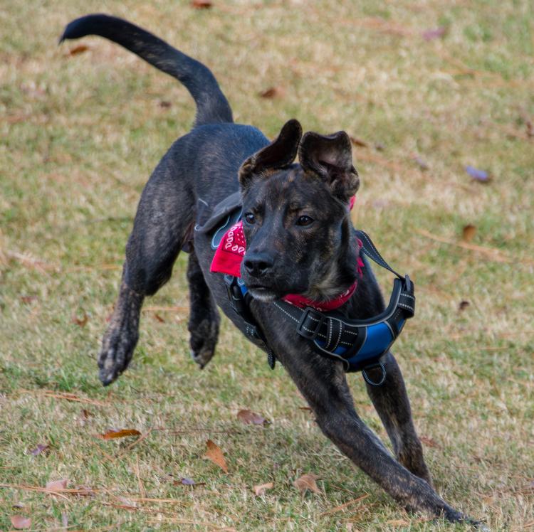 Enlarge Merlin, a Adoptable mixed breed in Marietta, GA image 6/6