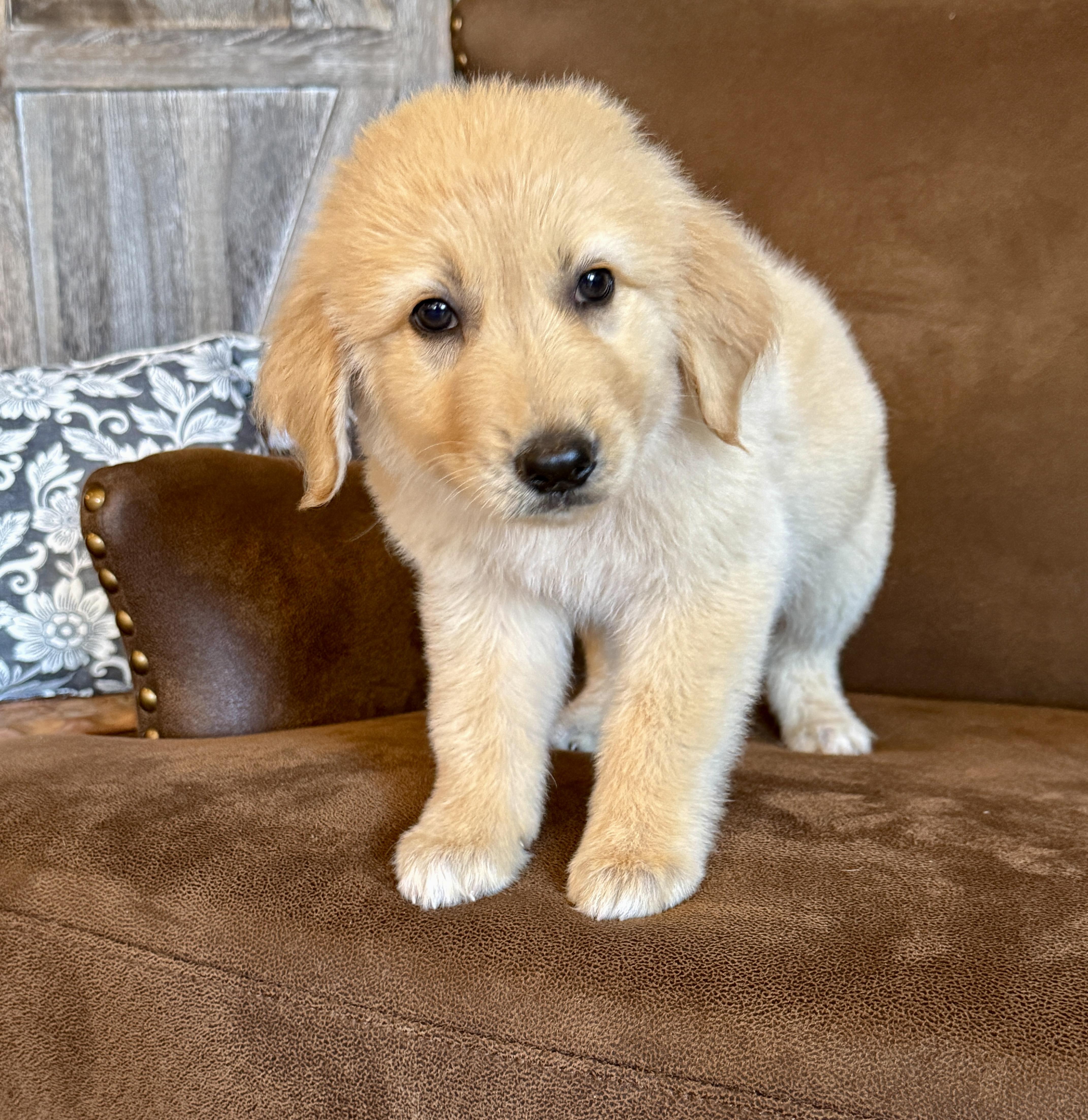 Jessica, ADOPTABLE, Puppy Female Golden Retriever.