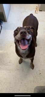 Enlarge Pancake, a Adoptable mixed breed in Cynthiana, KY image 1/1