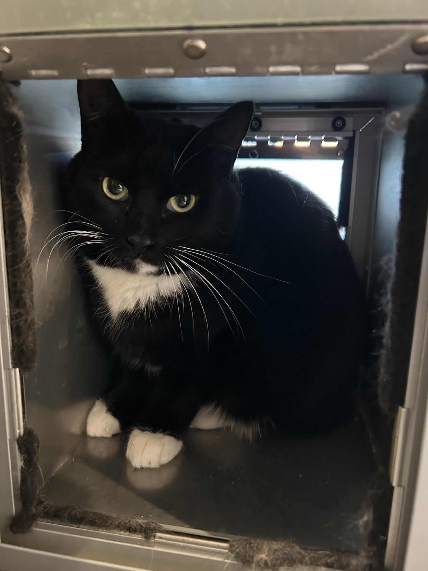 Charlie, a Adoptable Domestic Short Hair in Hamilton, MT image 1/2