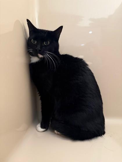 Charlie, a Adoptable Domestic Short Hair in Hamilton, MT image 2/2