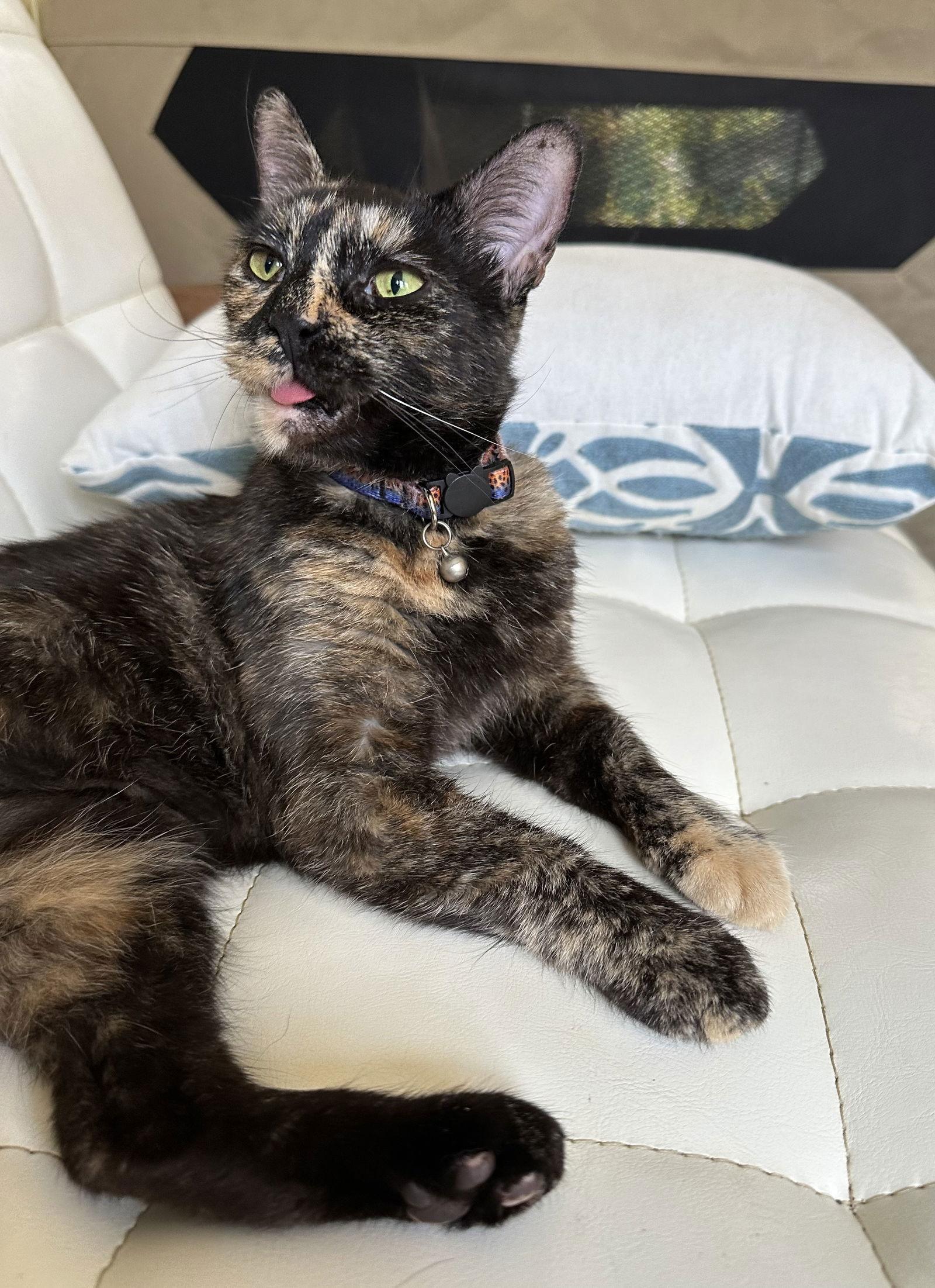 Brandy, Adoptable, Adult Female Domestic Short Hair.