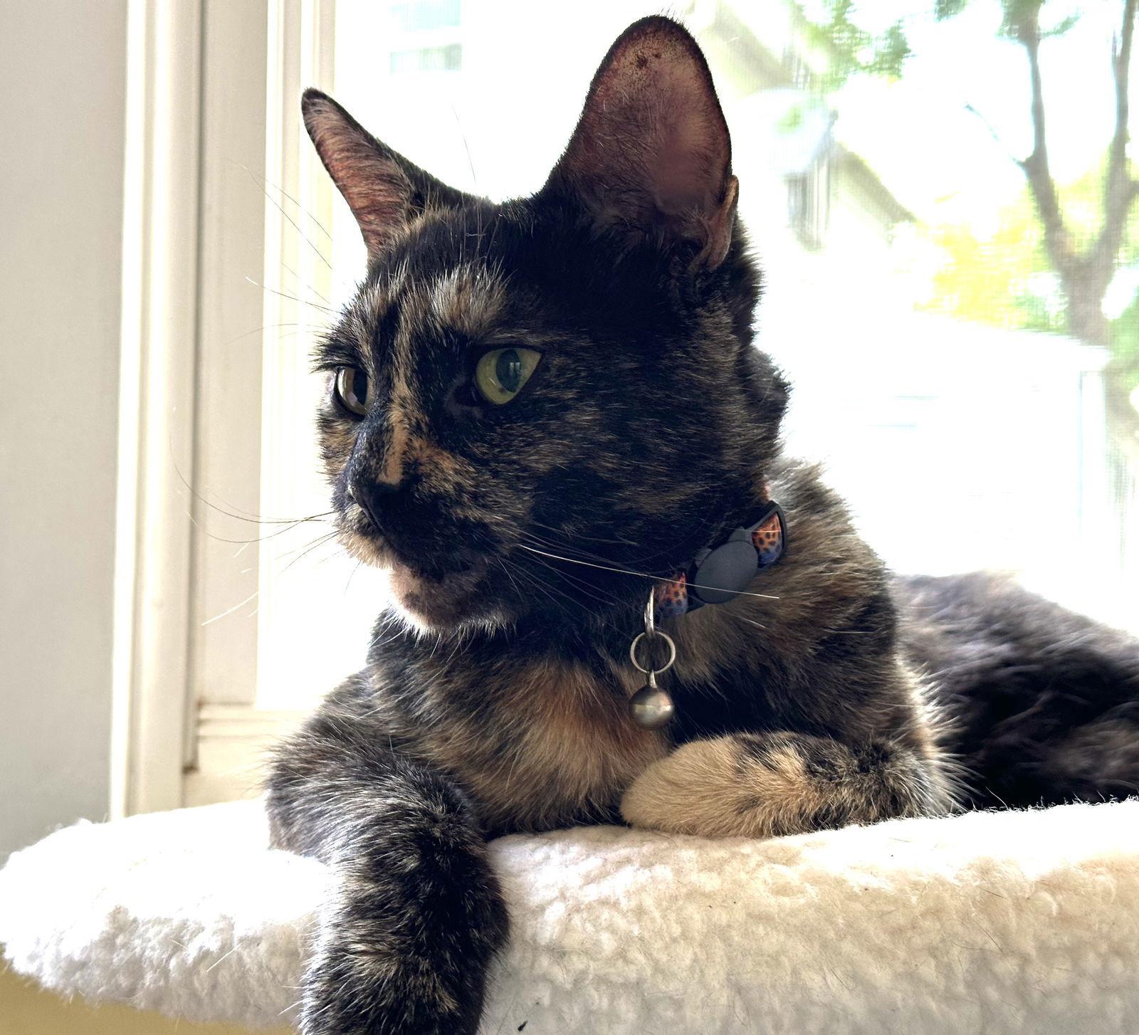 Brandy, a Adoptable Domestic Short Hair in Trenton, NJ image 2/3