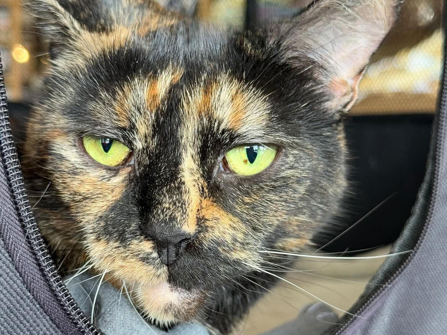 Brandy, a Adoptable Domestic Short Hair in Trenton, NJ image 3/3