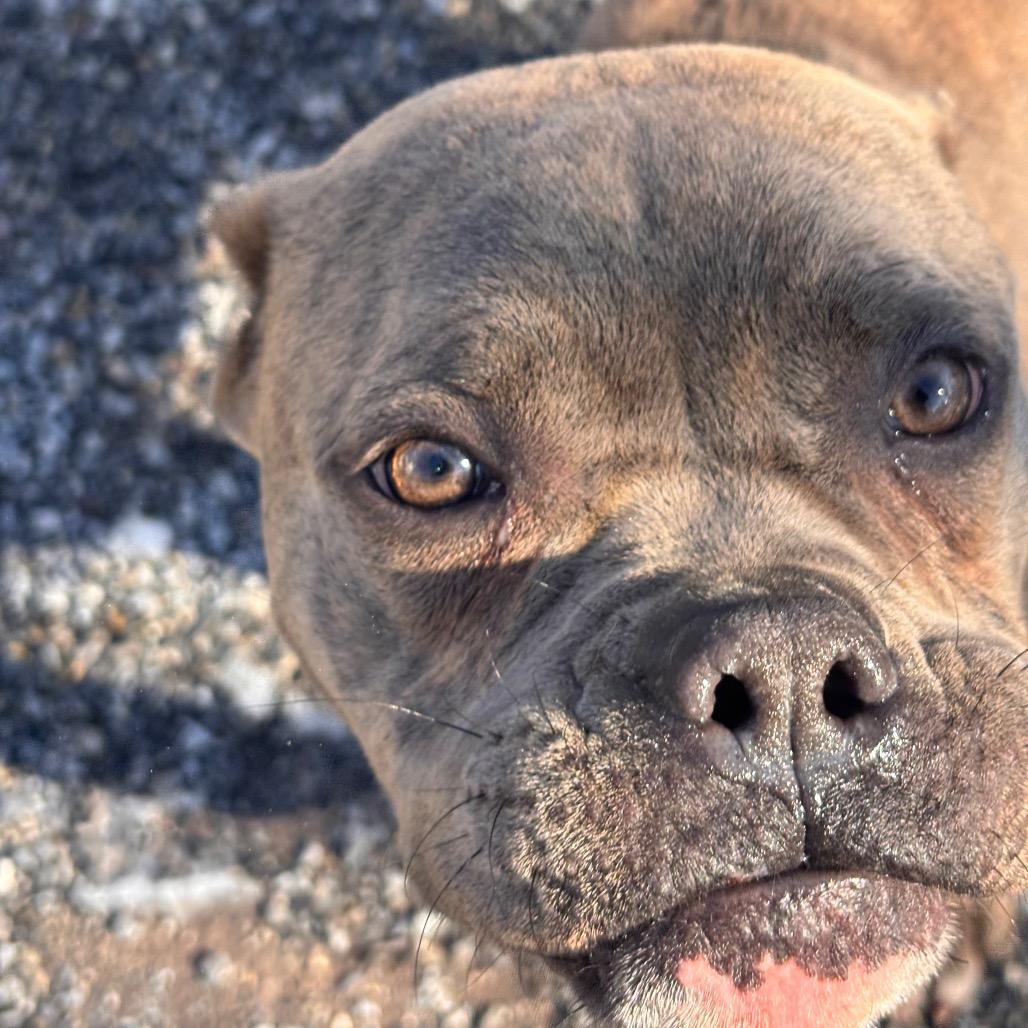 Tangled Lights, a Adoptable mixed breed in Eastford, CT image 1/6