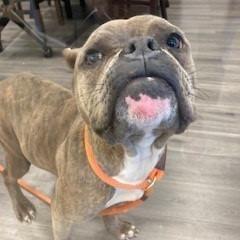 Tangled Lights, a Adoptable mixed breed in Eastford, CT image 2/6