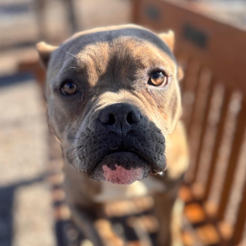 Tangled Lights, a Adoptable mixed breed in Eastford, CT image 3/6